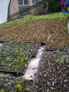 seedlings 2